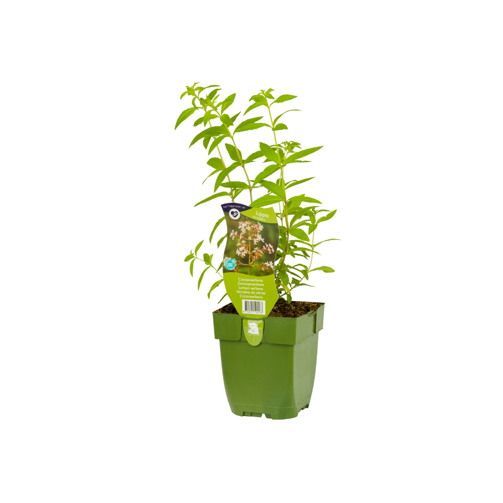 Citroenverbena (Lippia citriodora) ø 11 cm