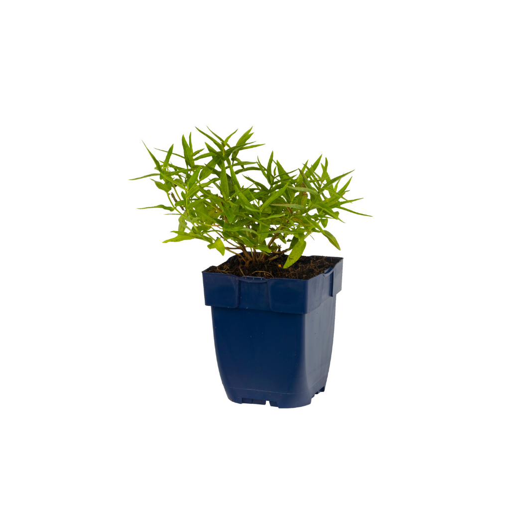 Kattestaart (Lythrum sal. 'Blush') ø 11 cm