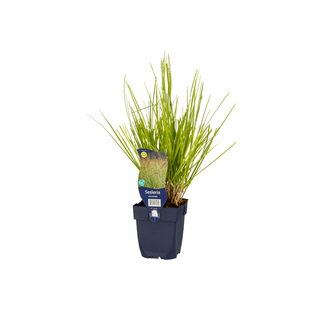 Blauwgras (Sesleria autumnalis) ø 11 cm