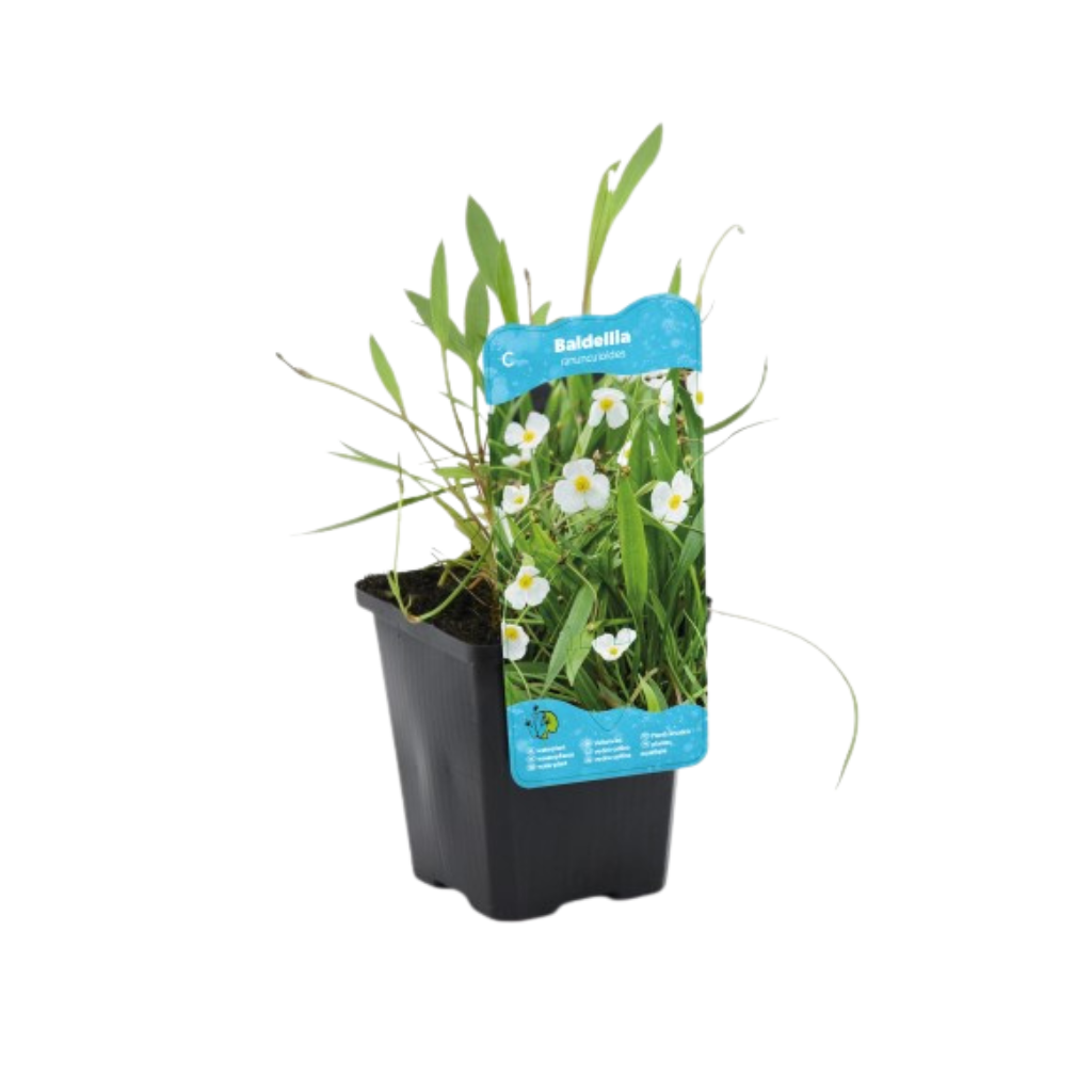 Stijve moeras weegbree (Baldellia ranunculoides) Potmaat 9