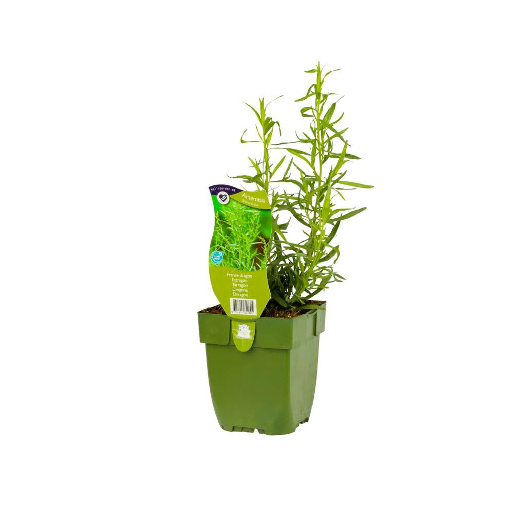 Franse dragon (Artemisia dracunculus) ø 11 cm