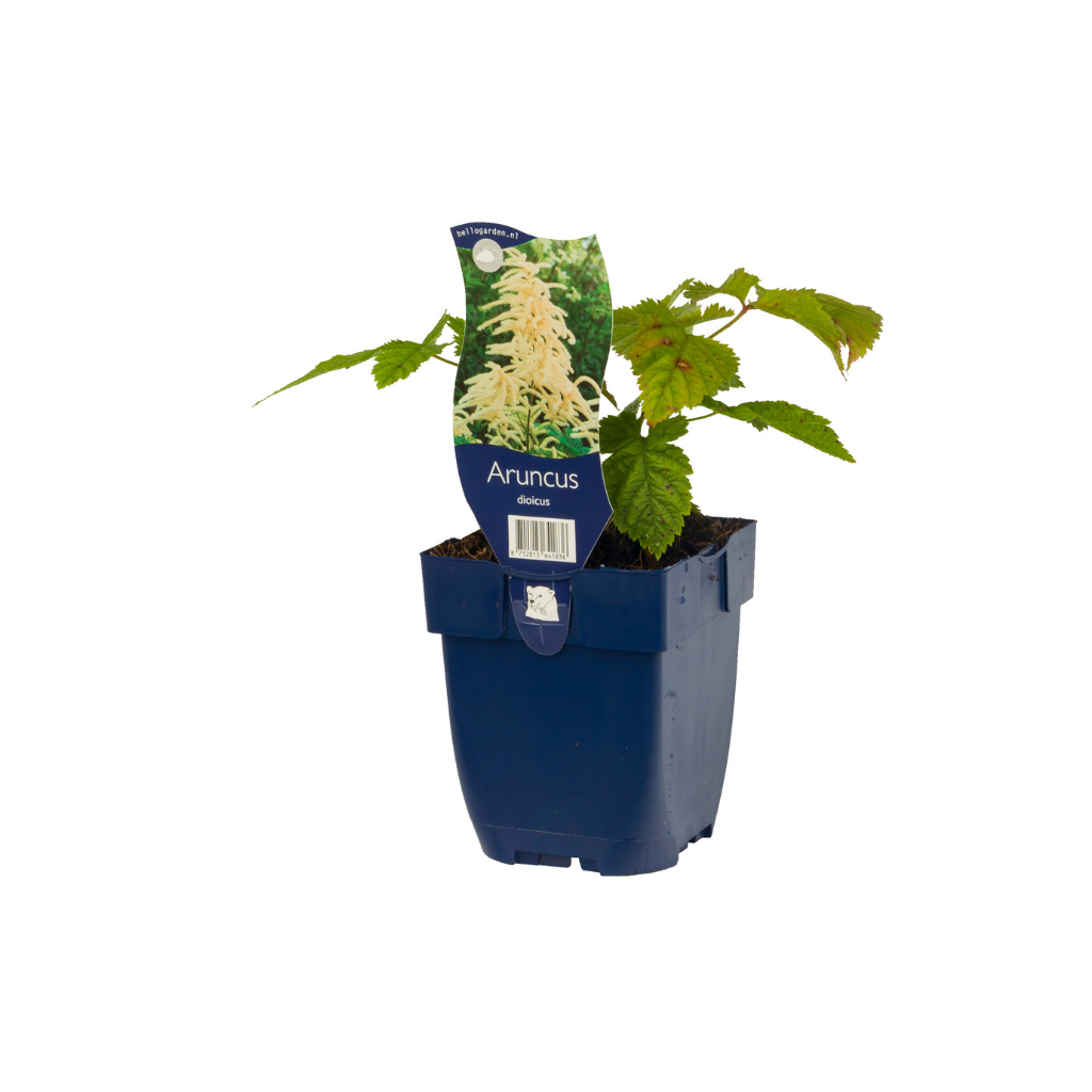Geitebaard (Aruncus dioicus) ø 11 cm
