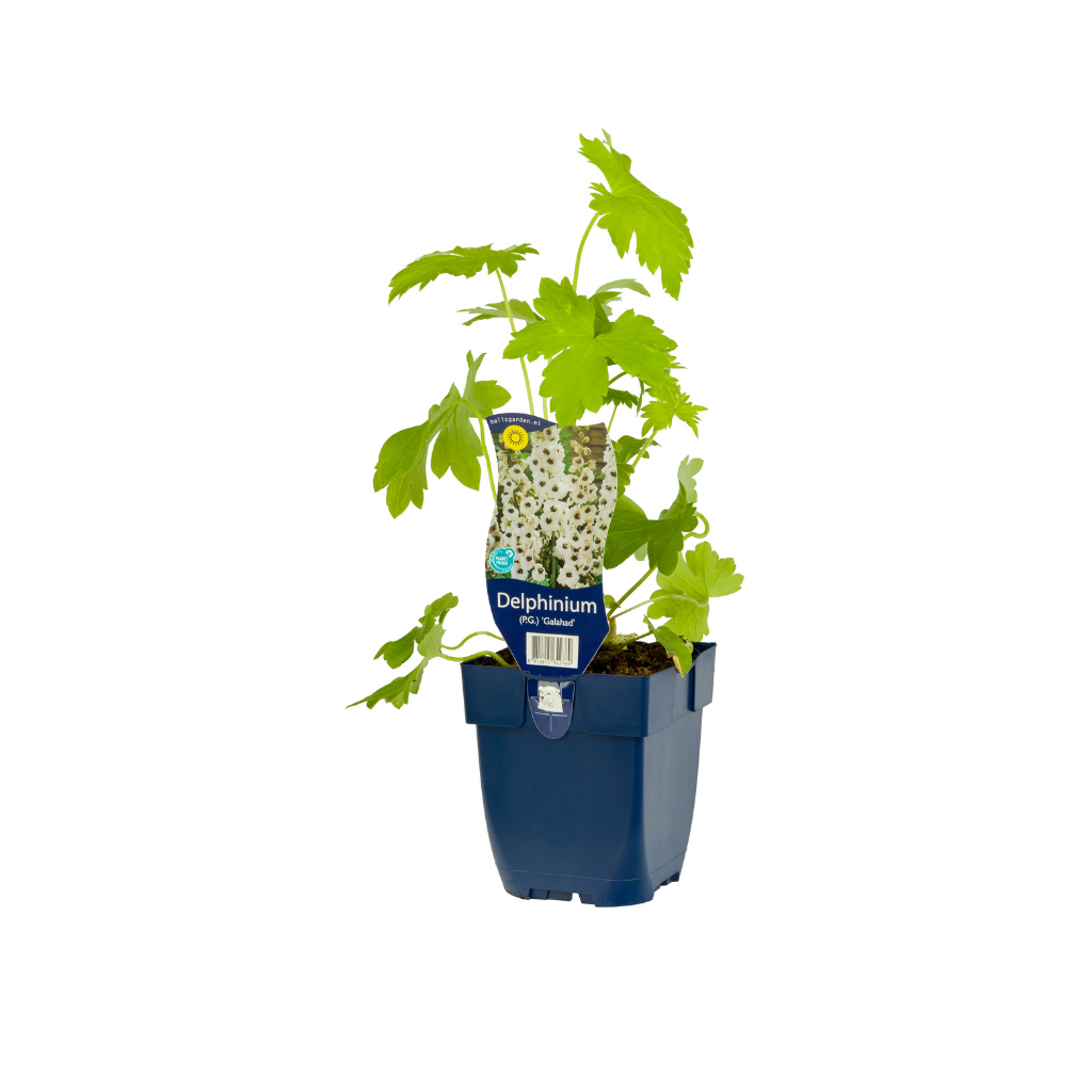 Ridderspoor (Delphinium (P) 'Galahad') ø 11 cm
