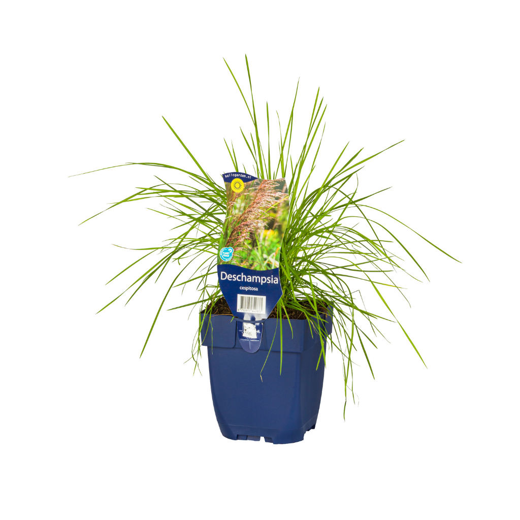 Ruwe smele (Deschampsia cespitosa) ø 11 cm