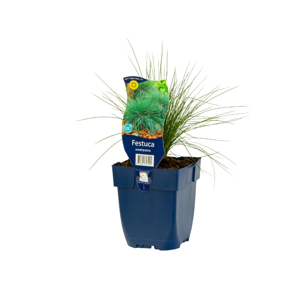 Zwenkgras (Festuca amethystina) ø 11 cm