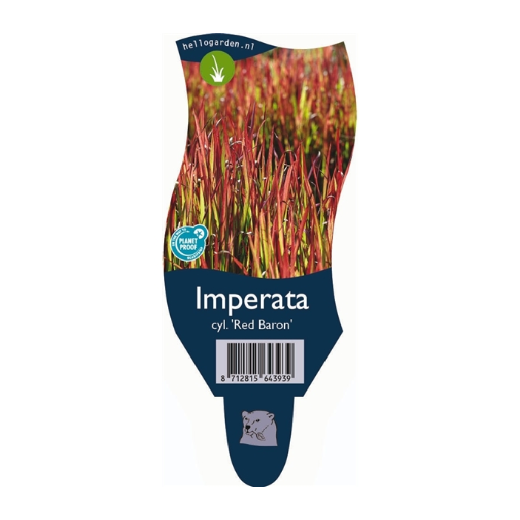 Japans bloedgras (Imperata cylindrica 'Red Baron') ø 11 cm