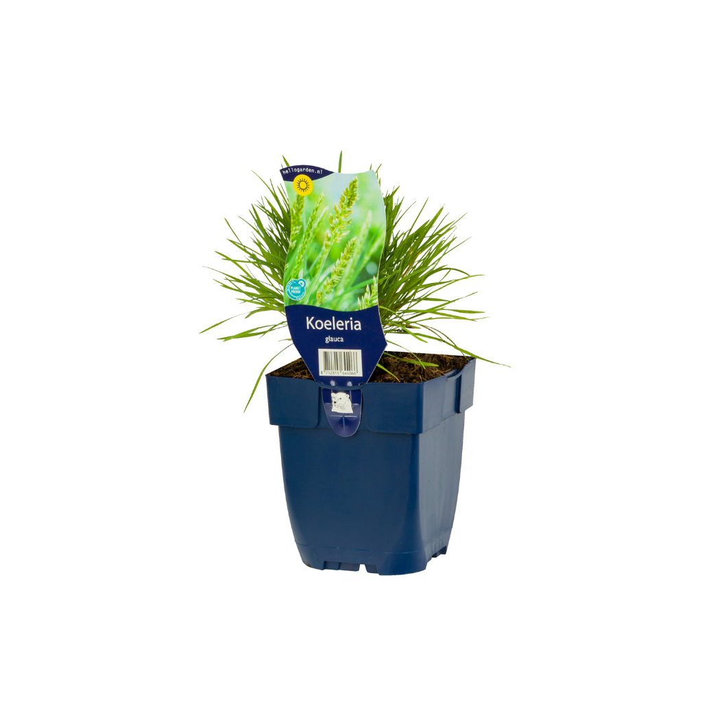 Fakkelgras (Koeleria glauca) ø 11 cm