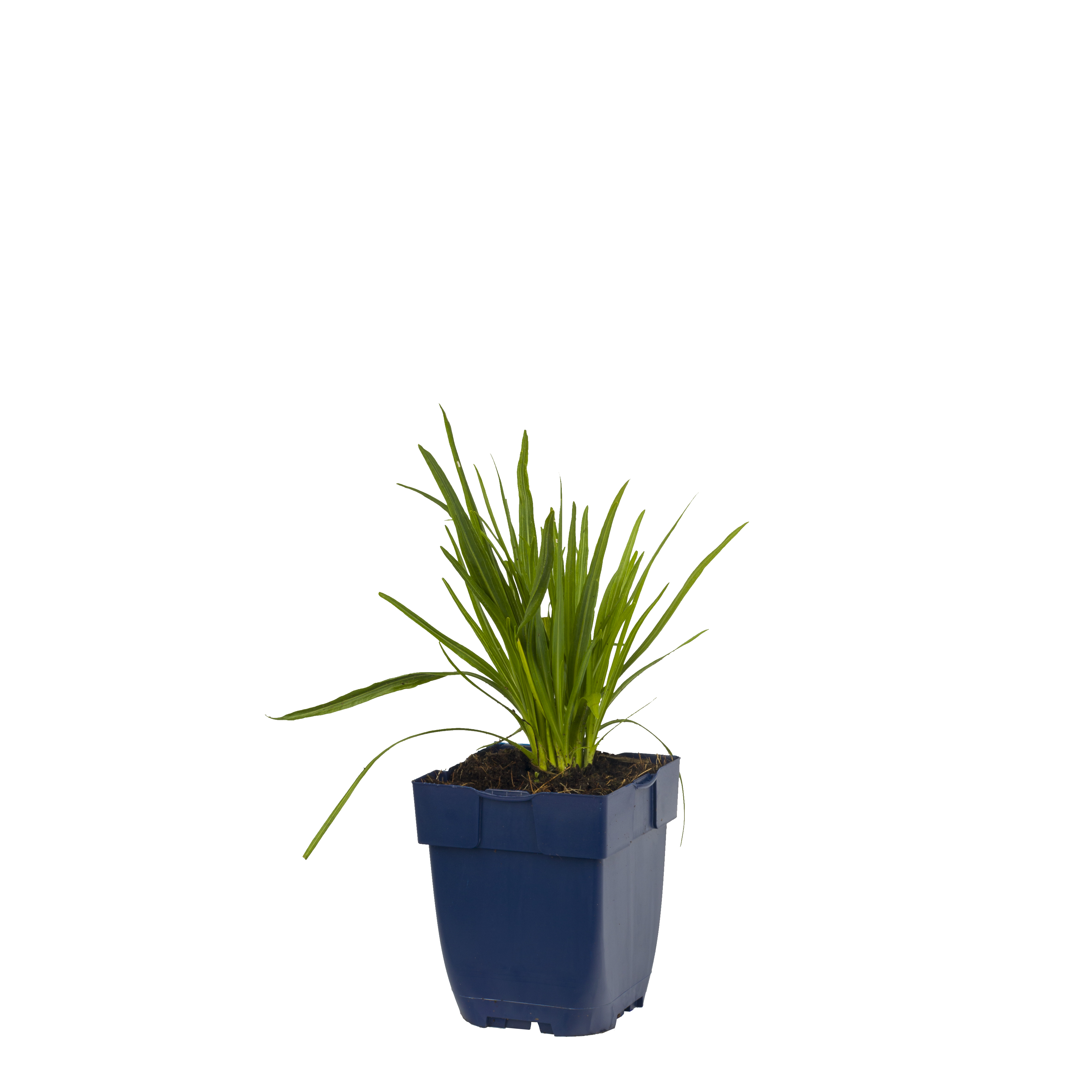 Lampepoetser (Liatris spicata 'Alba') ø 11 cm