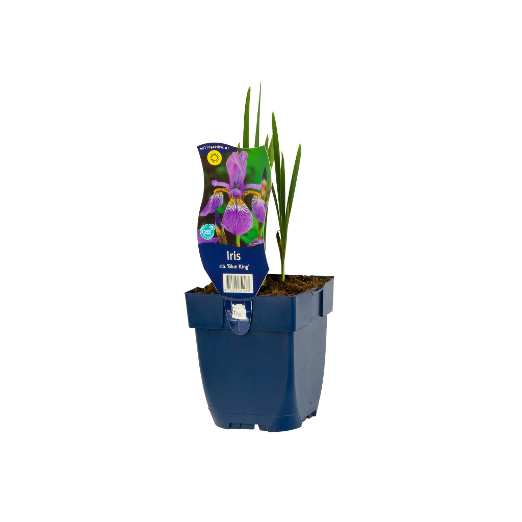 Zwaardlelie (Iris sib. 'Blue King') ø 11 cm