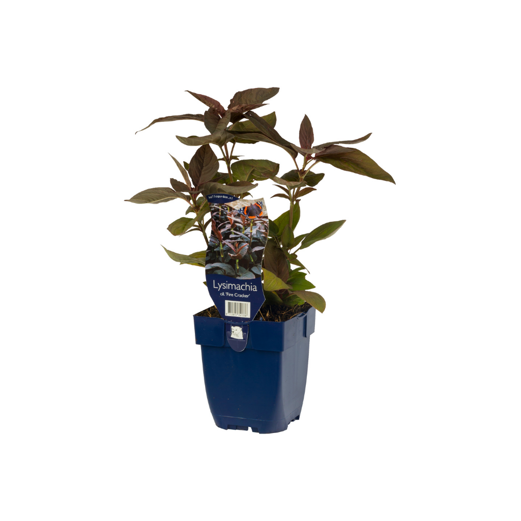 Wederik (Lysimachia cil. 'Fire Cracker') ø 11 cm