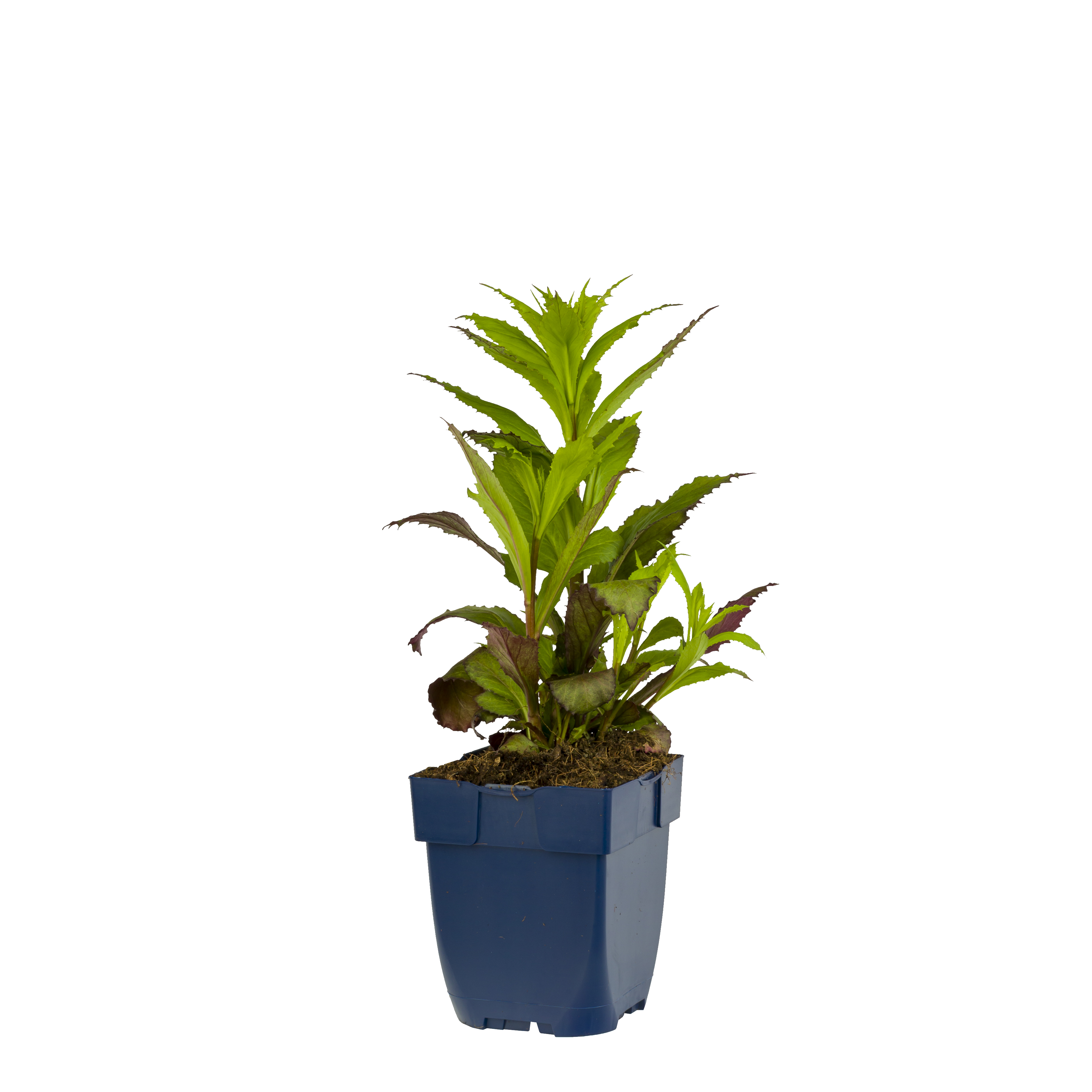 Tuinlobelia (Lobelia sp. 'Fan Red') ø 11 cm