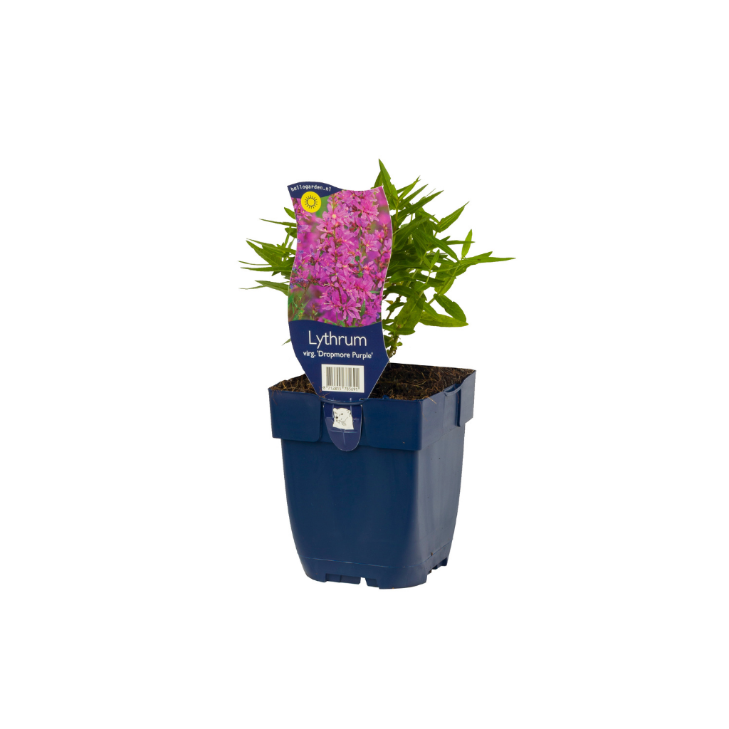 Kattestaart (Lythrum sal. 'Dropmore Purple') ø 11 cm