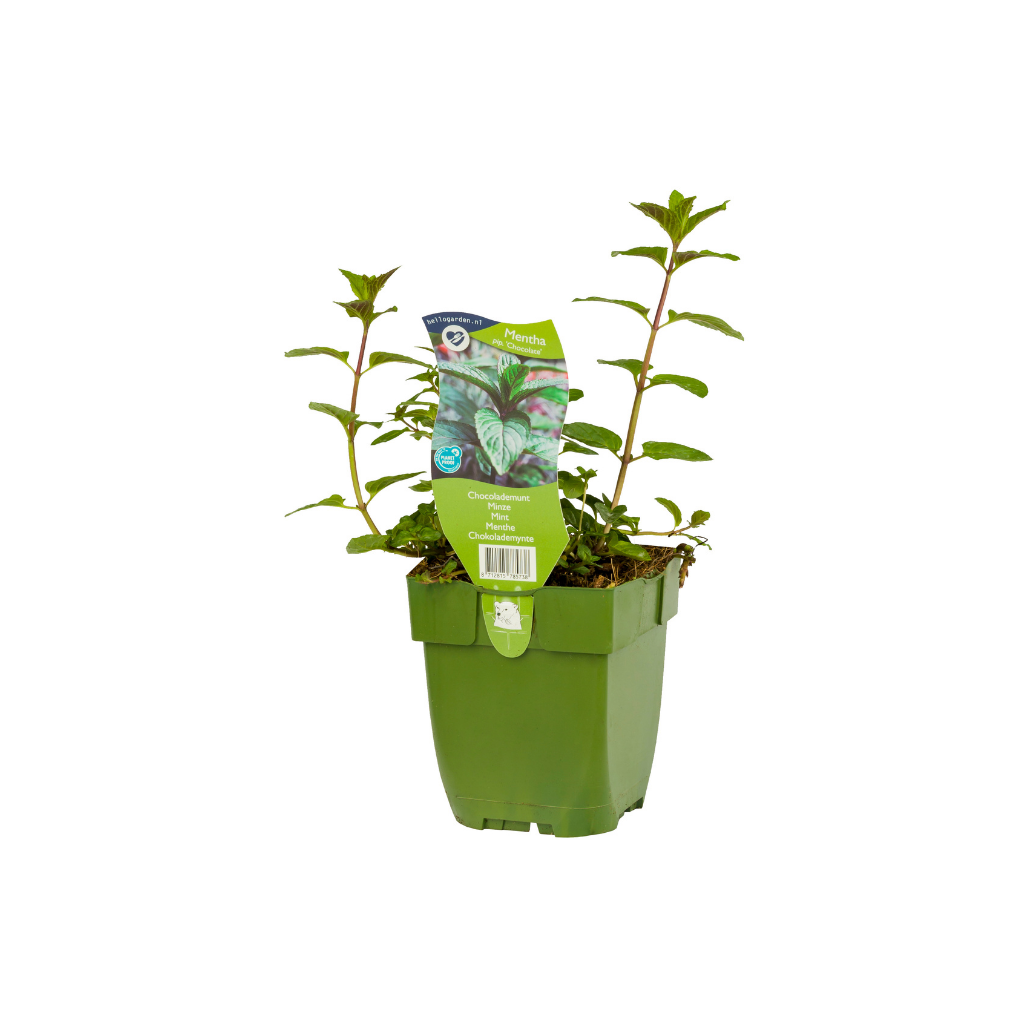 Chocolademunt (Mentha pip. 'Chocolate') ø 11 cm