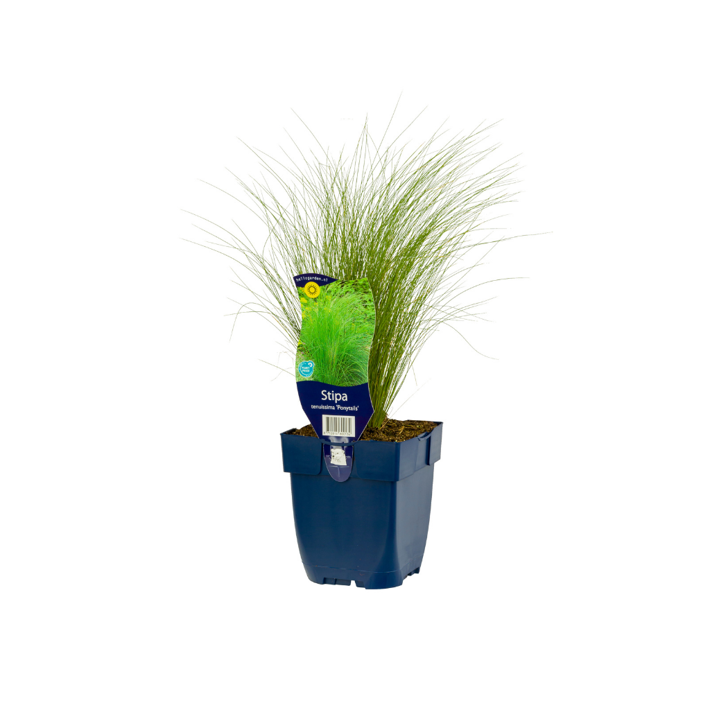 Vedergras (Stipa tenuissima 'Ponytails') ø 11 cm