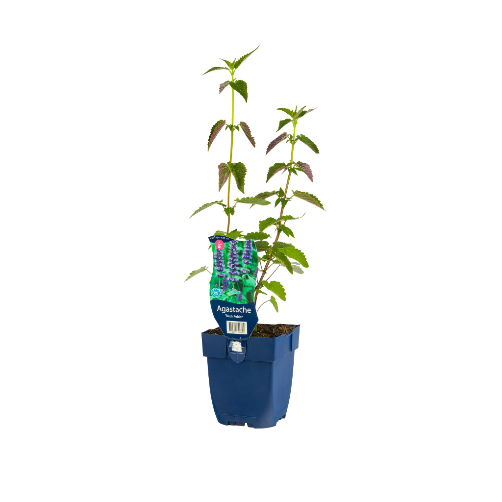 Dropplant (Agastache 'Black Adder') ø 11 cm