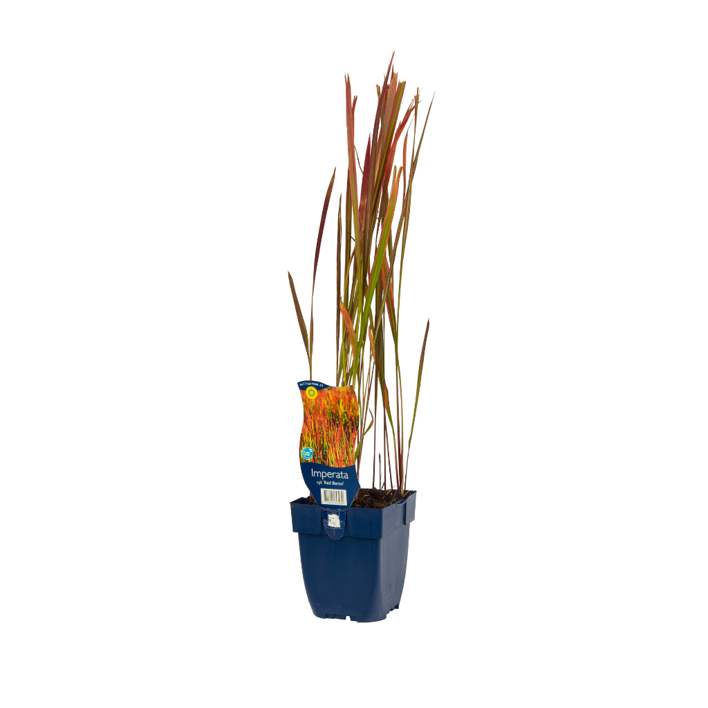 Japans berggras (Hakonechloa macra 'All Gold') ø 11 cm