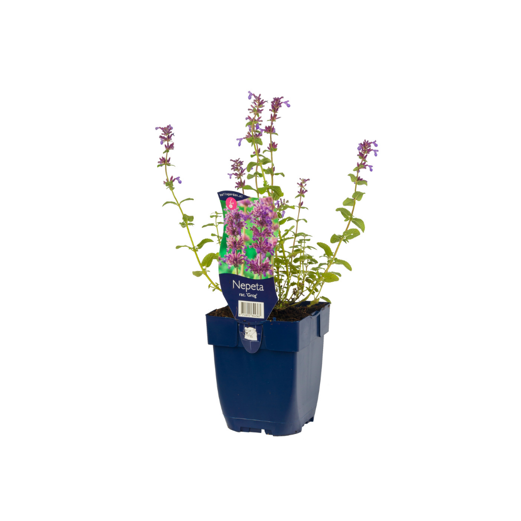 Kattekruid (Nepeta rac. 'Grog') ø 11 cm