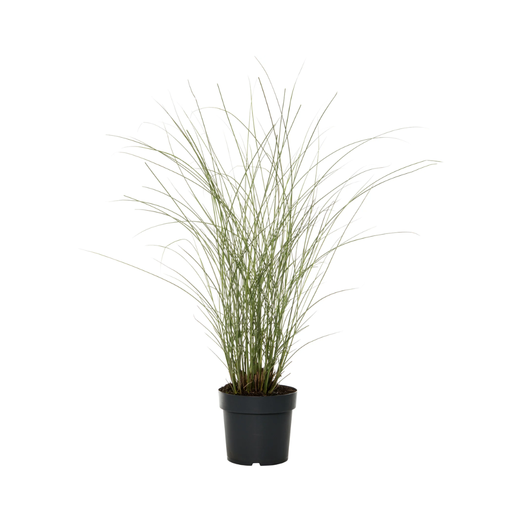 Bont prachtriet (Miscanthus sin. 'Morning Light') ø 11 cm