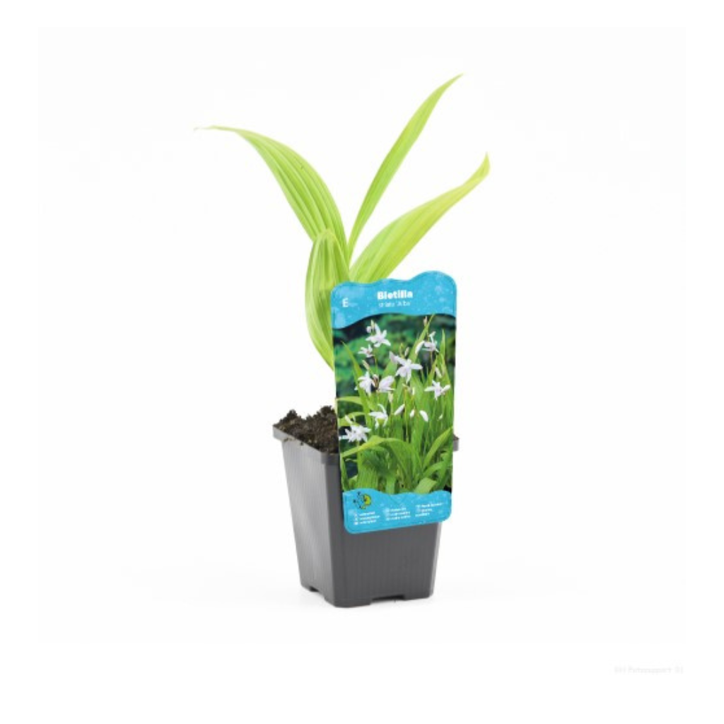 Japanse Orchidee (Bletilla striata Alba) Potmaat 9
