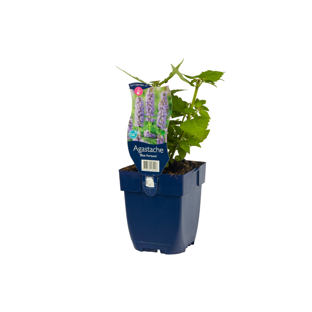 Anijsplant (Agastache 'Blue Fortune') ø 11 cm