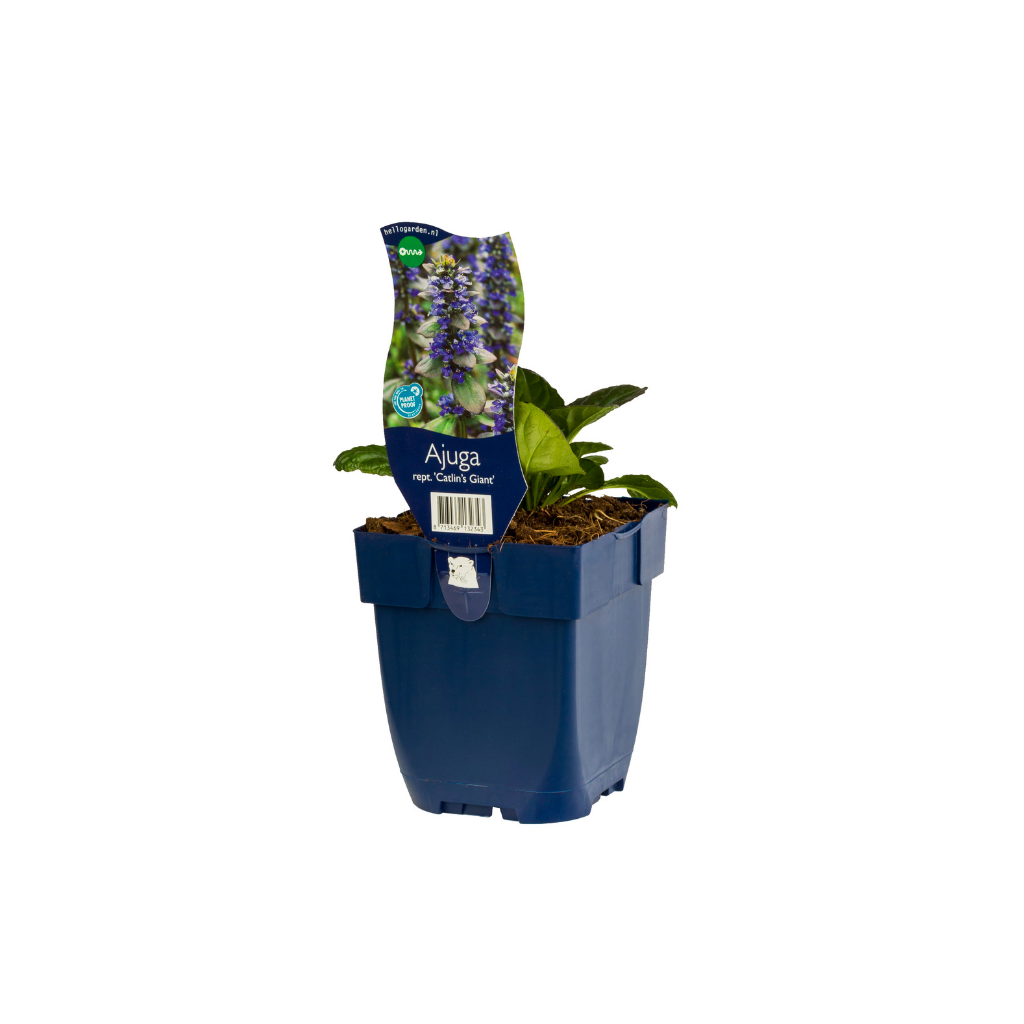 Kruipend zenegroen (Ajuga reptans 'Catlin's Giant') ø 11 cm