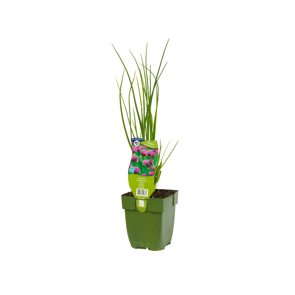 Bieslook (Allium schoenoprasum) ø 11 cm