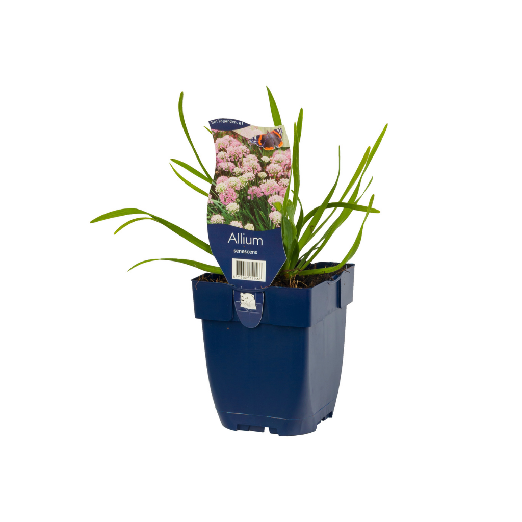 Sierui (Allium senescens) ø 11 cm