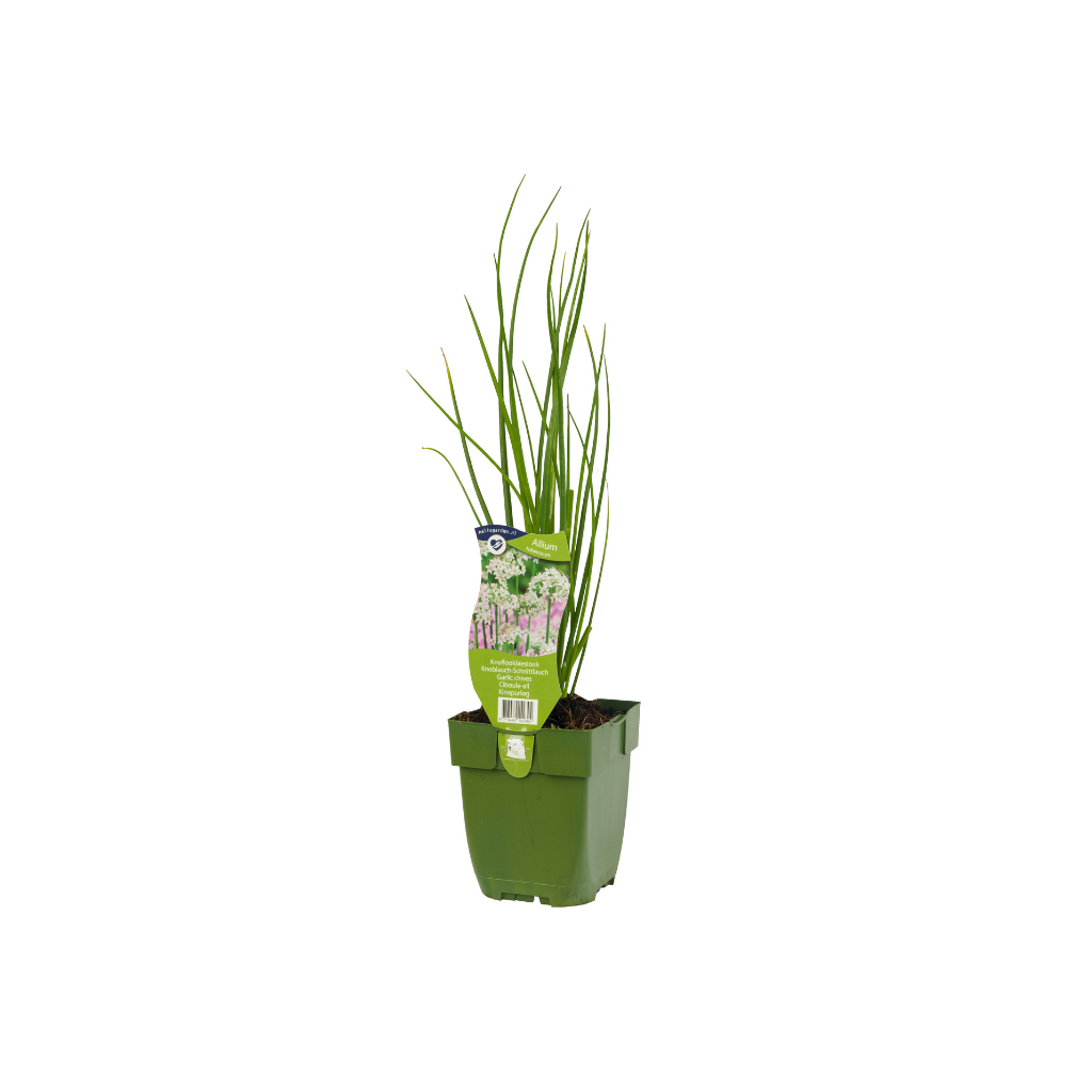 Knoflookbieslook (Allium tuberosum) ø 11 cm
