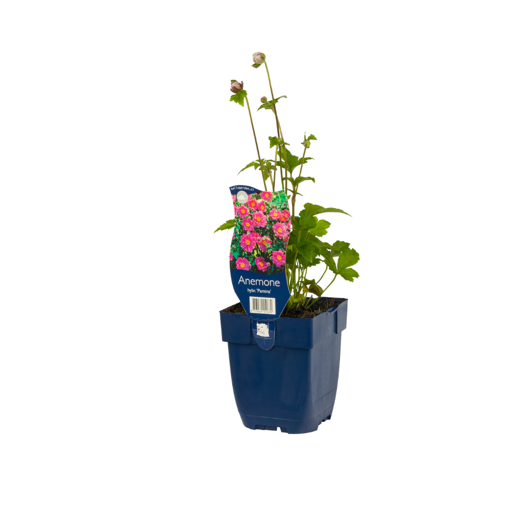 Japanse anemoon (Anemone hybr. 'Pamina') ø 11 cm