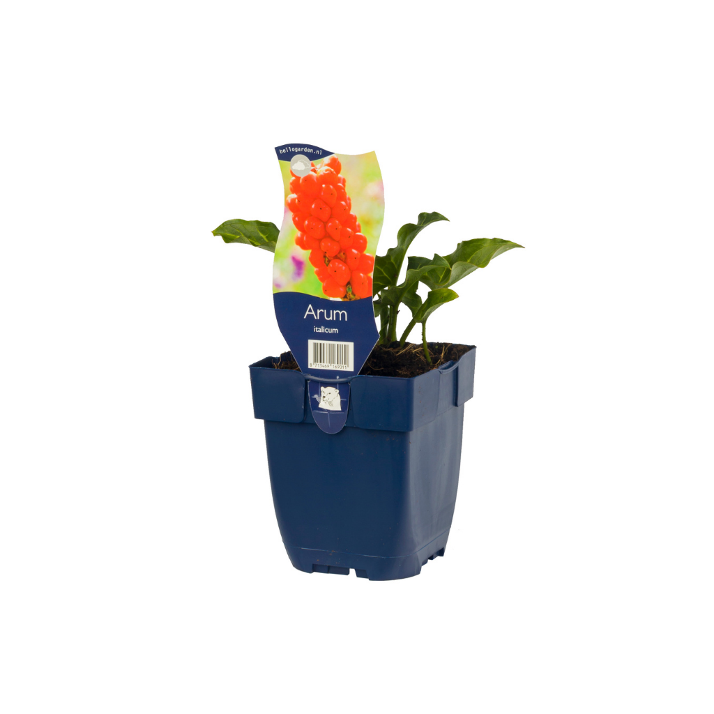 Aronskelk (Arum italicum) ø 11 cm