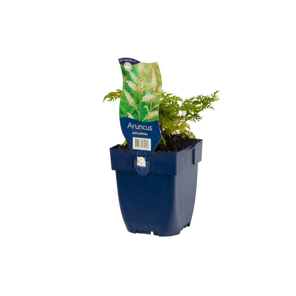 Geitebaard (Aruncus aethusifolius) ø 11 cm