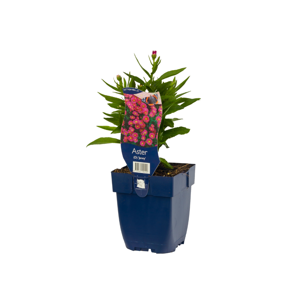 Herfstaster (Aster (D) 'Jenny') ø 11 cm