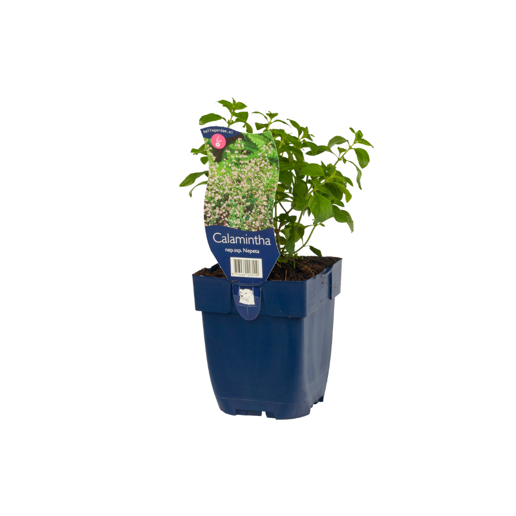 Steentijm (Calamintha nepeta ssp. Nepeta) ø 11 cm