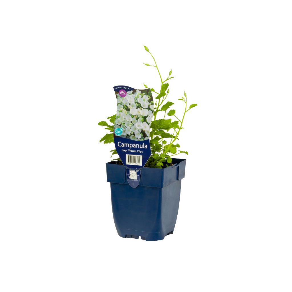 Karpatenklokje (Campanula carp. 'Weisse Clips') ø 11 cm
