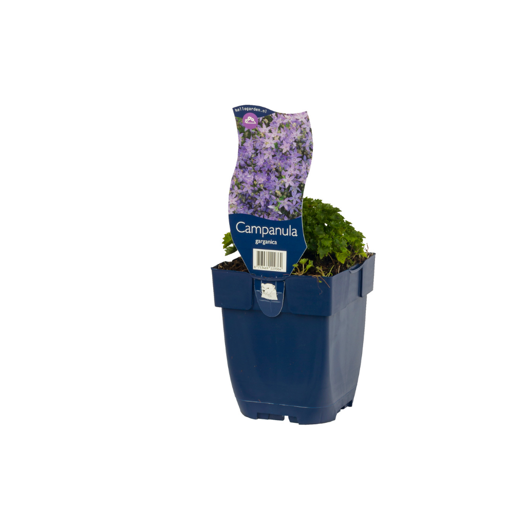 Klokjesbloem (Campanula garganica) ø 11 cm