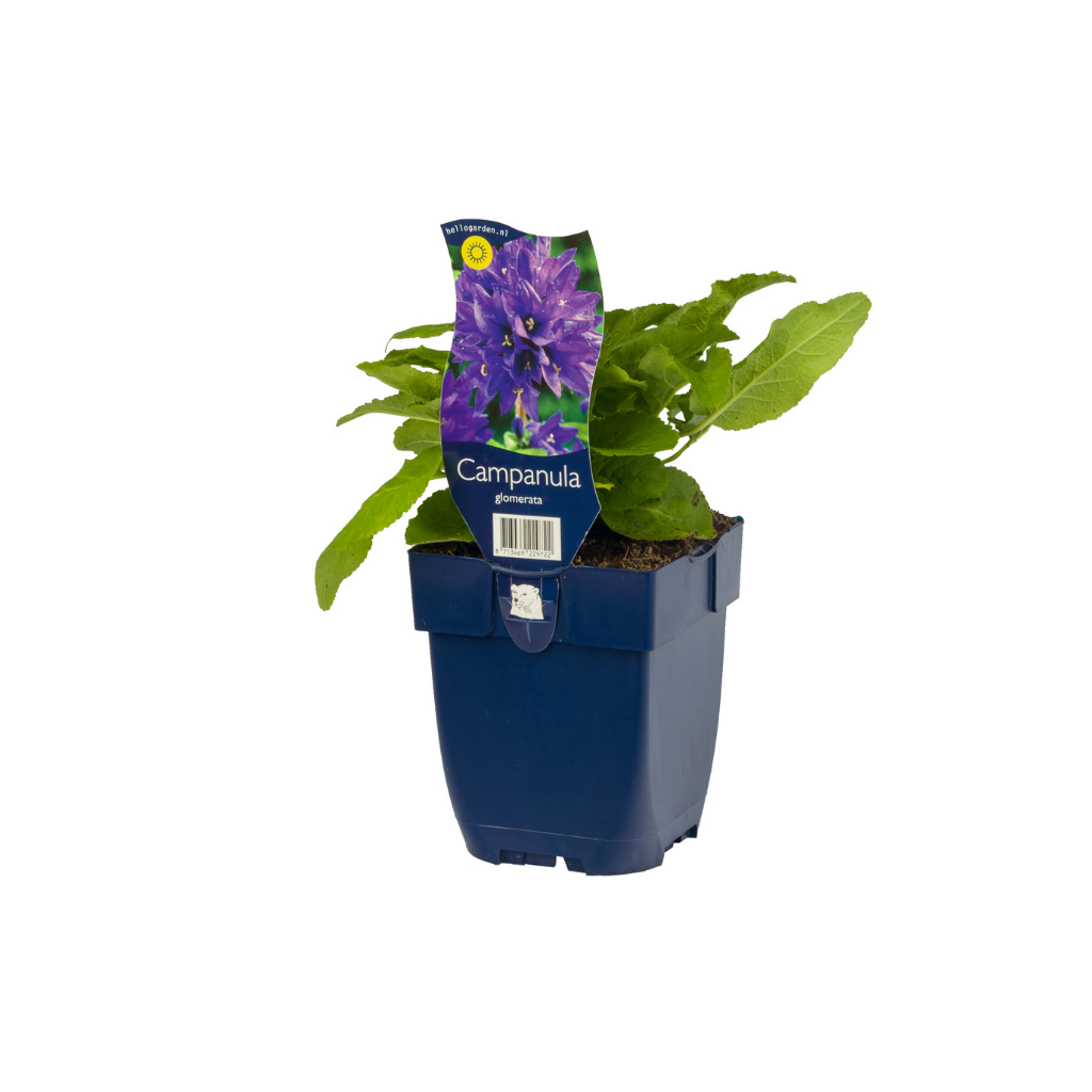 Kluwenklokje (Campanula glomerata) ø 11 cm