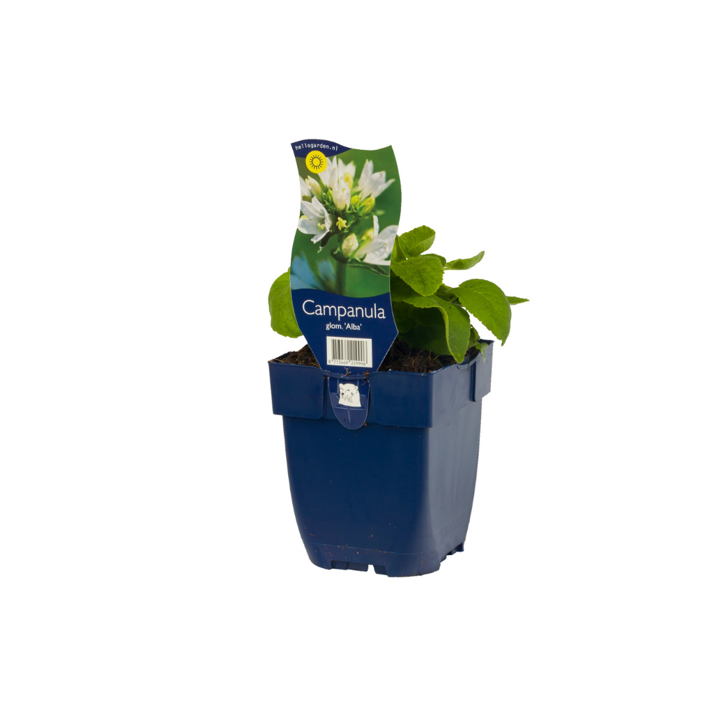Kluwenklokje (Campanula glom. 'Alba') ø 11 cm