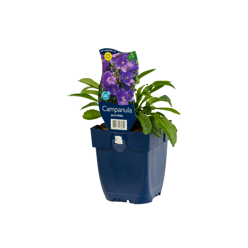 Perzikbladig klokje (Campanula persicifolia) ø 11 cm