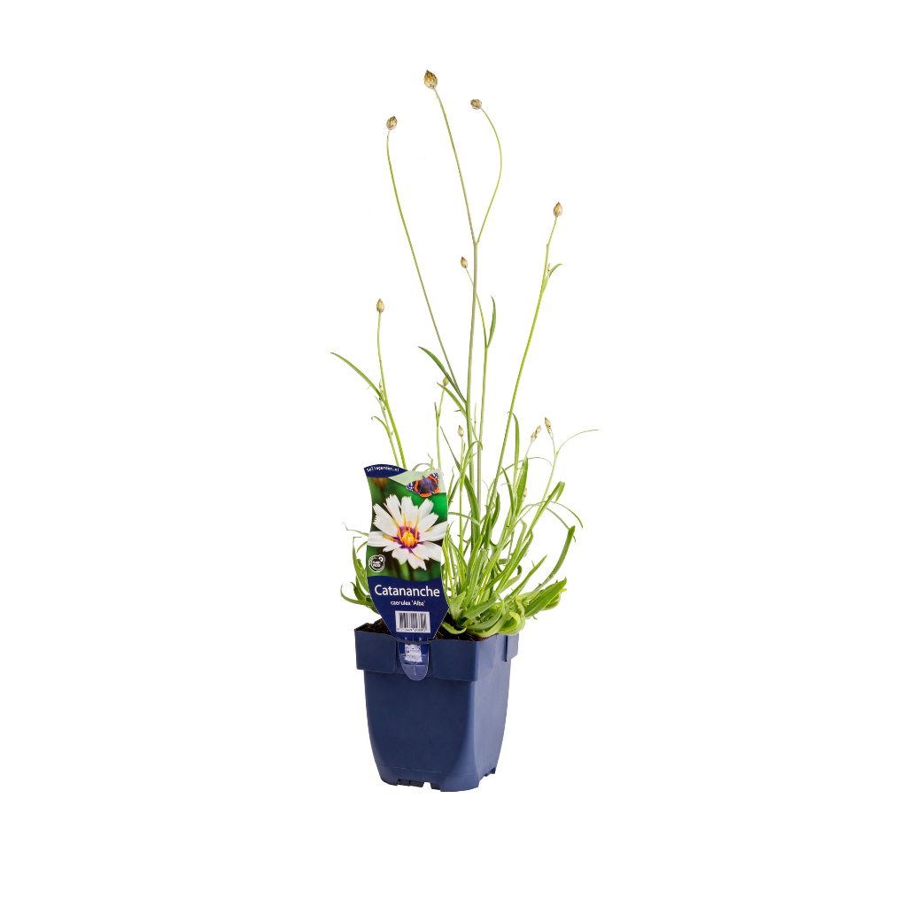 Witte strobloem (Catananche caerulea 'Alba') ø 11 cm