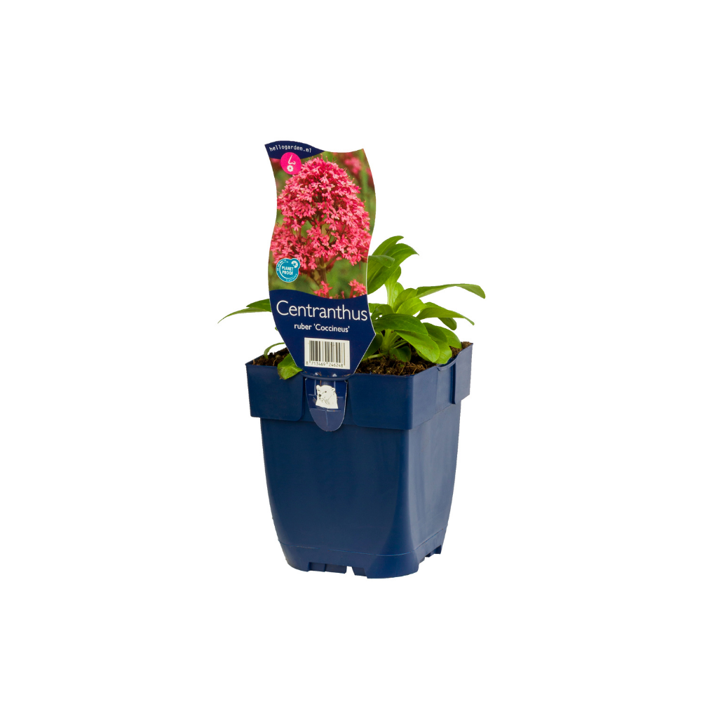 Rode valeriaan (Centranthus ruber 'Coccineus') ø 11 cm