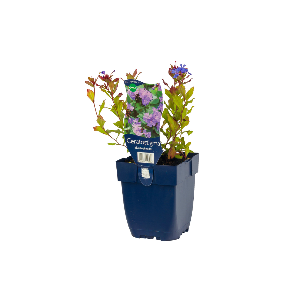 Loodkruid (Ceratostigma plumbaginoides) ø 11 cm