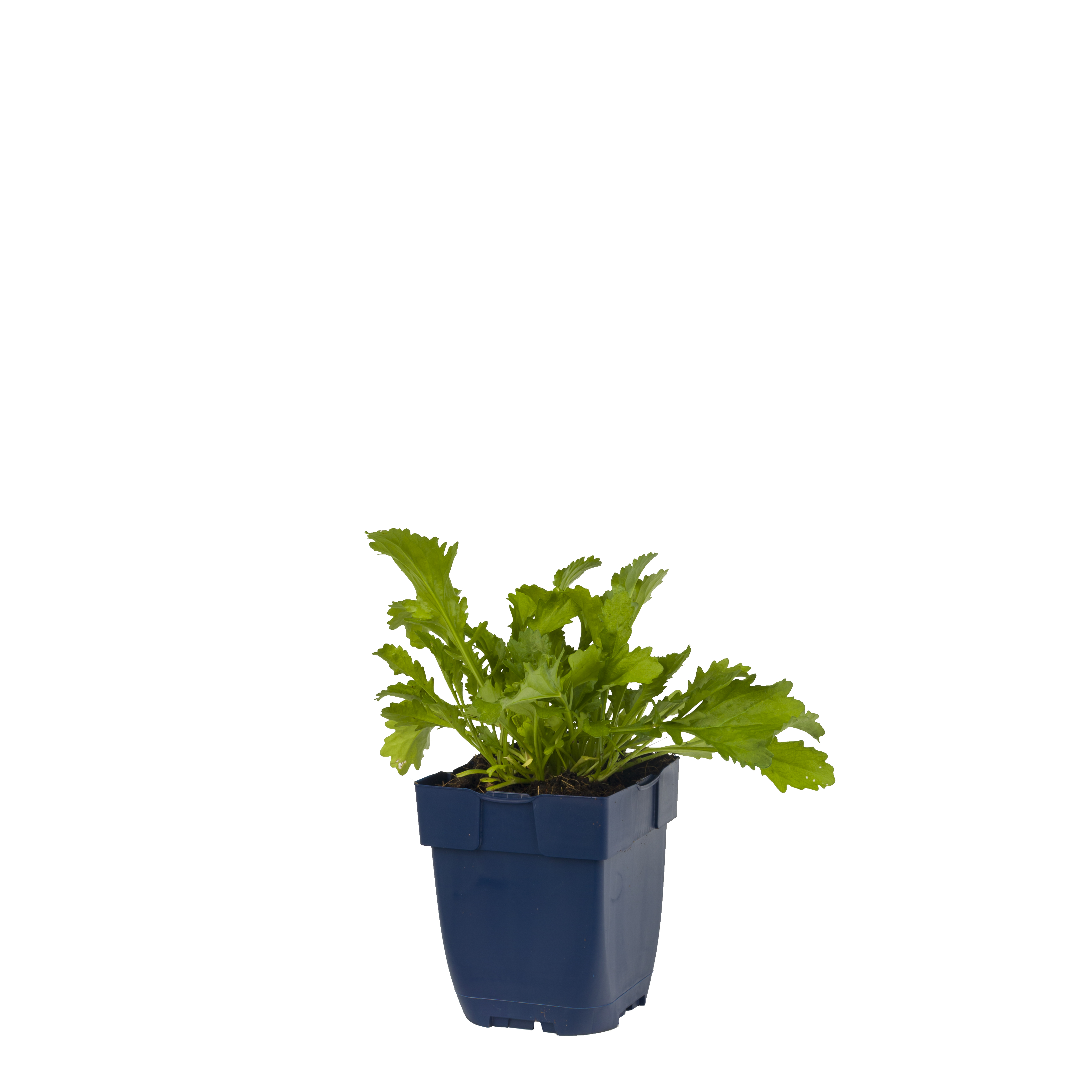 Margriet (Leucanthemum v. 'Maikönigin') ø 11 cm
