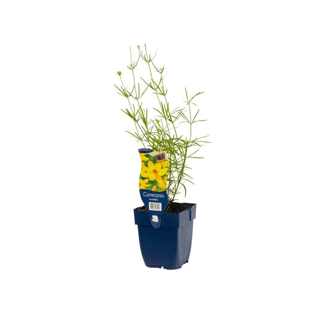 Meisjesogen (Coreopsis verticillata) ø 11 cm