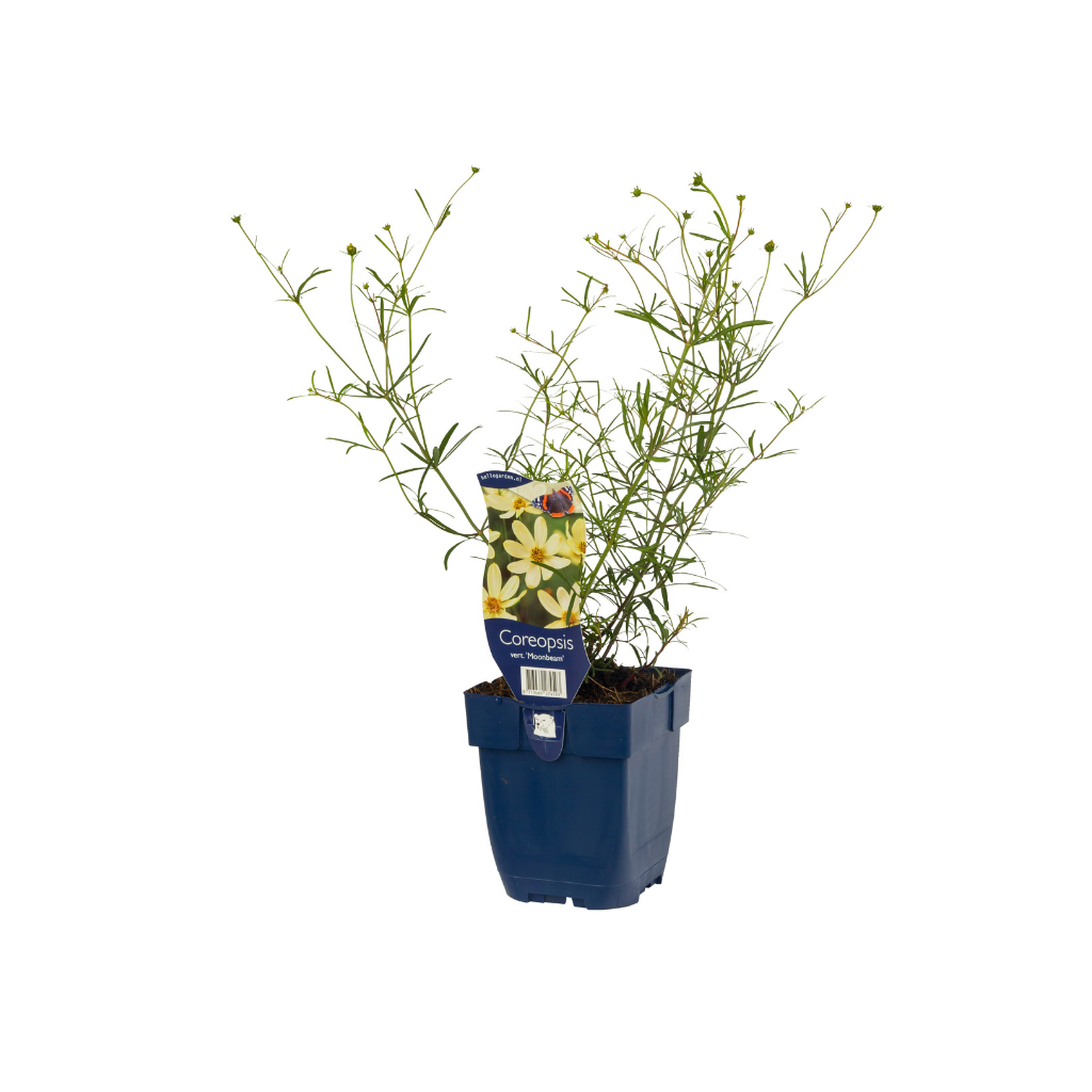 Meisjesogen (Coreopsis vert. 'Moonbeam') ø 11 cm