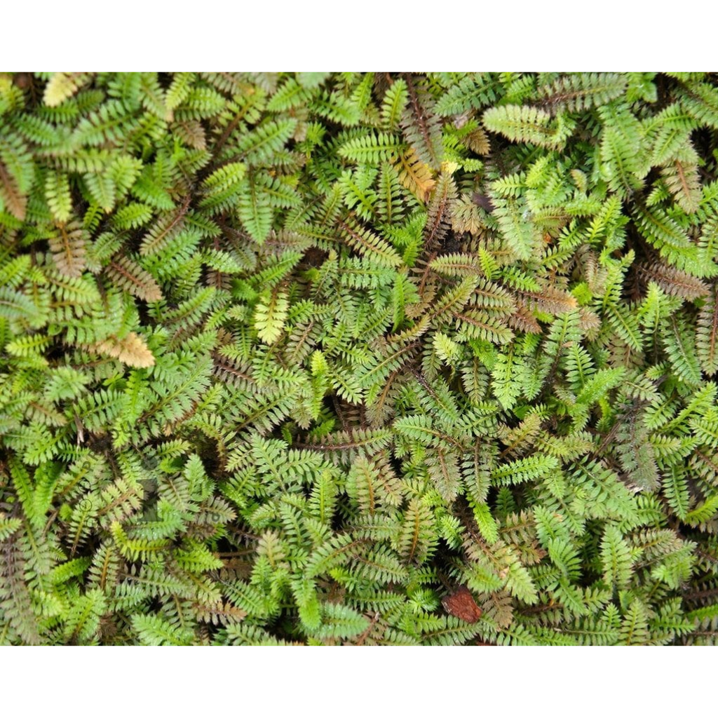 Koperknoopje (Leptinella squalida) ø 11 cm