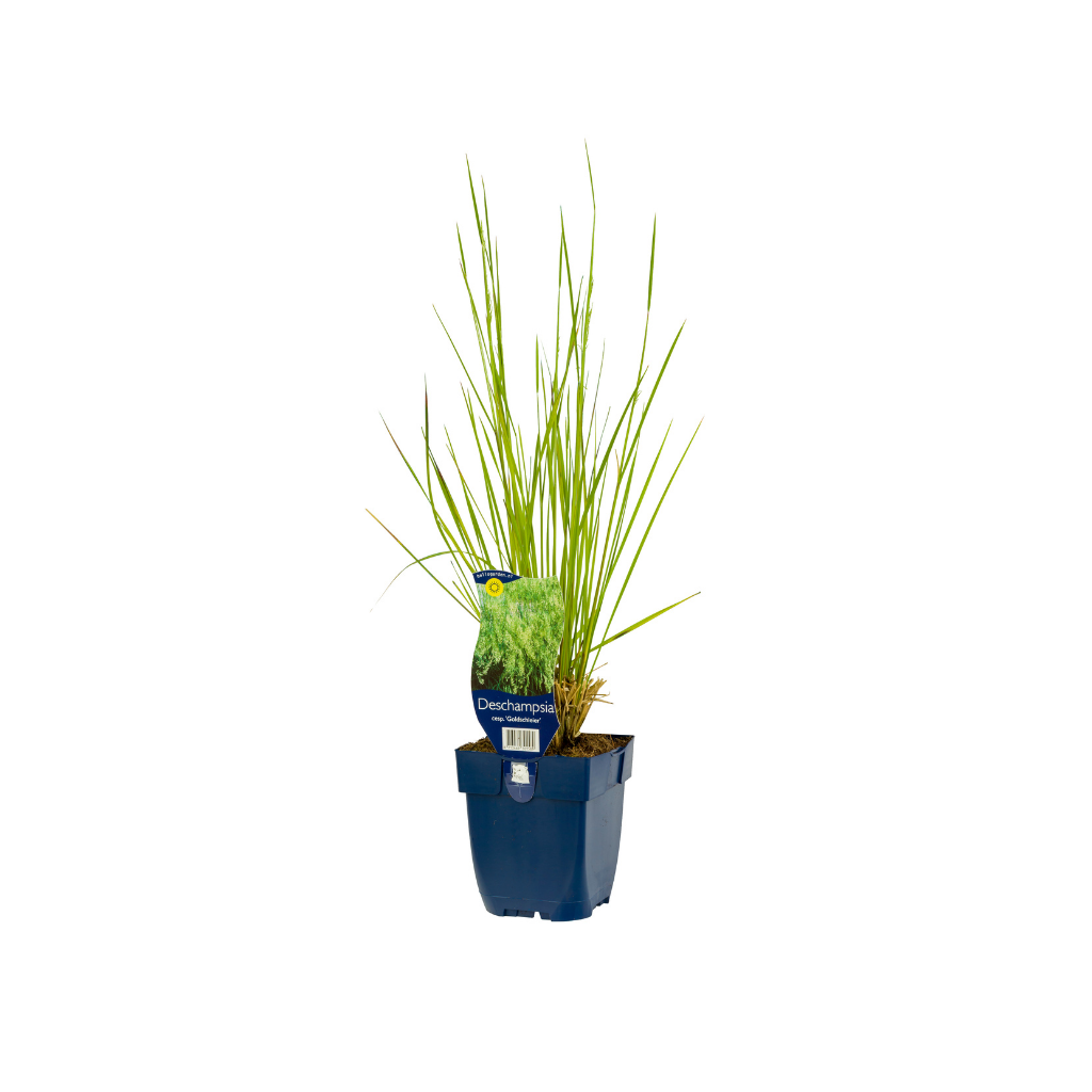 Smele (Deschampsia cesp. 'Goldschleier') ø 11 cm