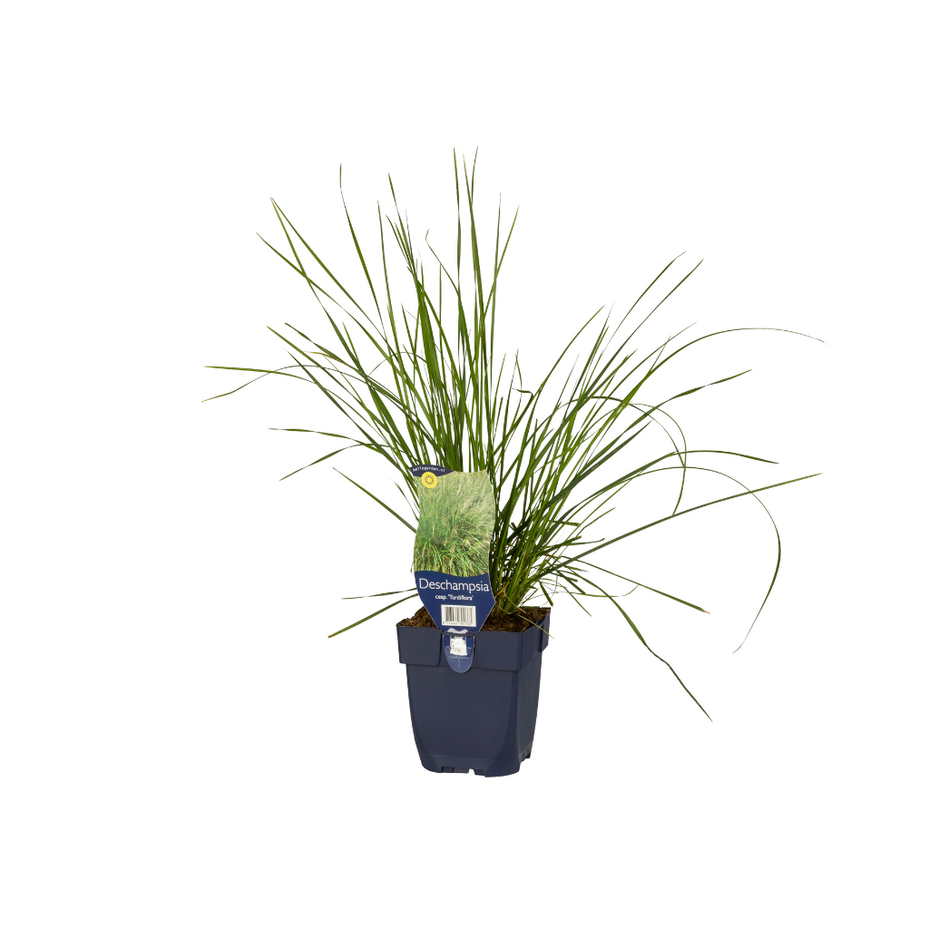 Ruwe smele (Deschampsia cesp. 'Tardiflora') ø 11 cm