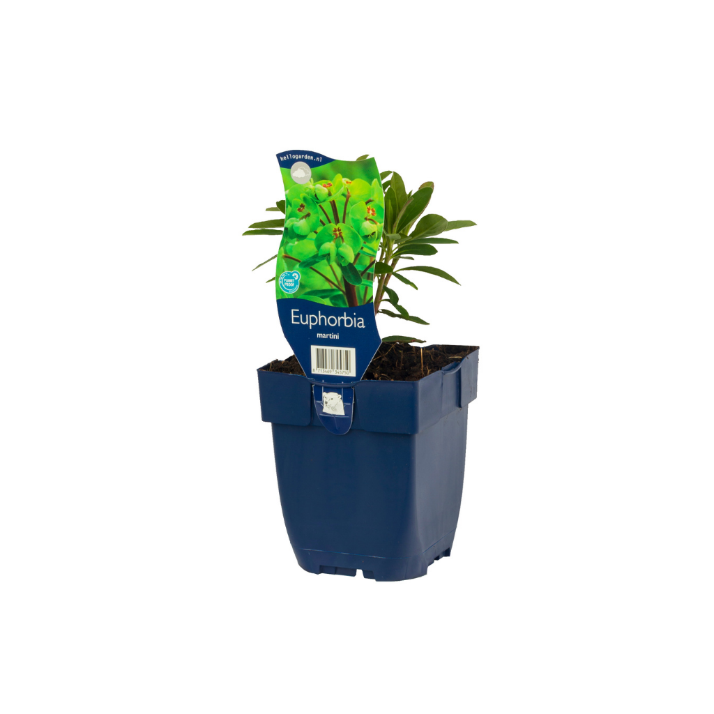 Wolfsmelk (Euphorbia martini) ø 11 cm