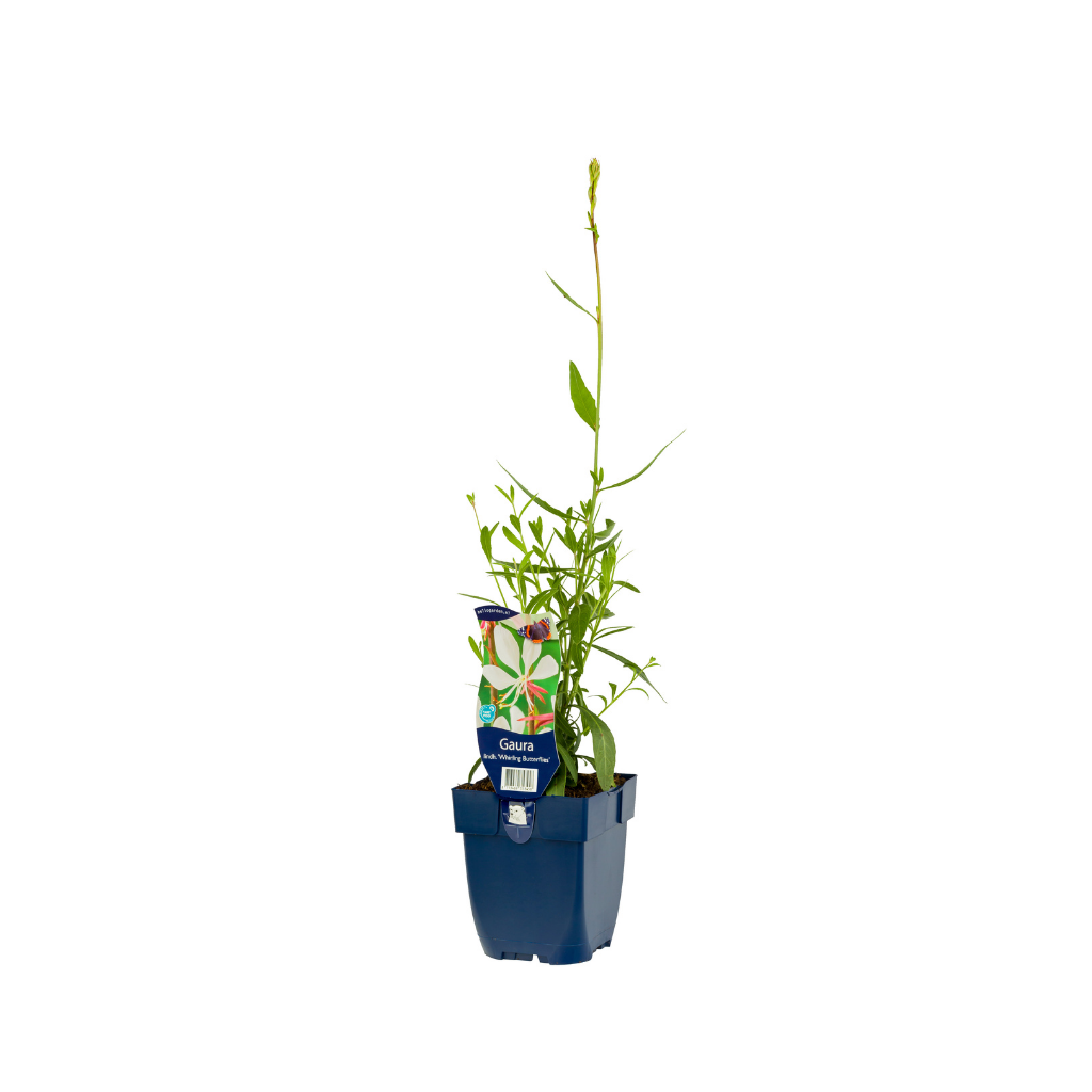 Prachtkaars (Gaura lindh. 'Whirling Butterflies') ø 11 cm