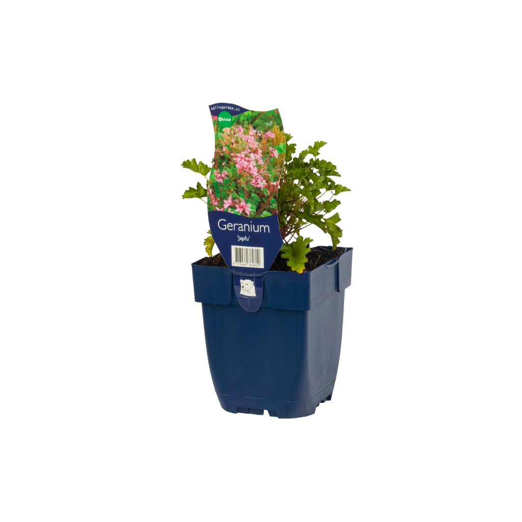 Ooievaarsbek (Geranium 'Japfu') ø 11 cm